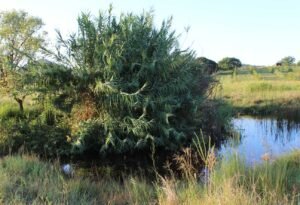 Luscious Arundo Donax growing on former causeway