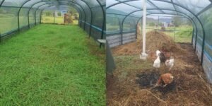 composting with chooks