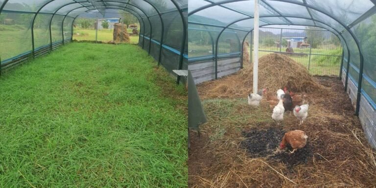 composting with chooks