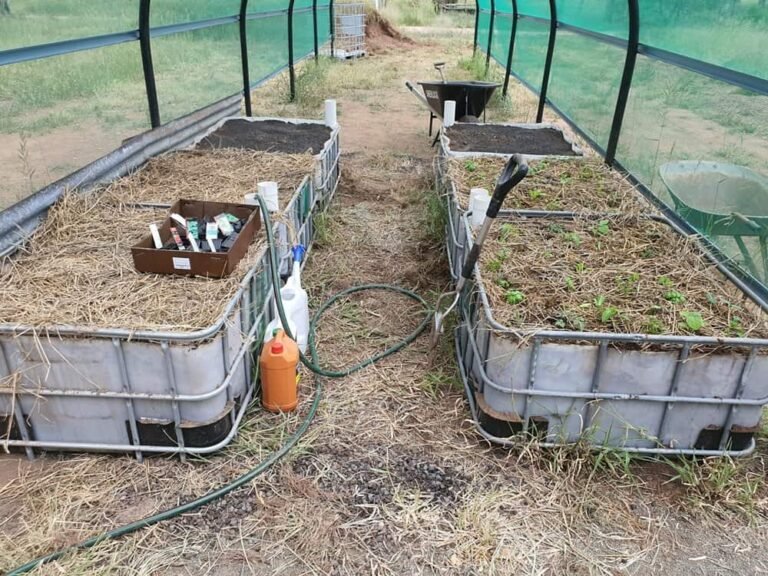 Planting the wicking beds in the shade tunnel