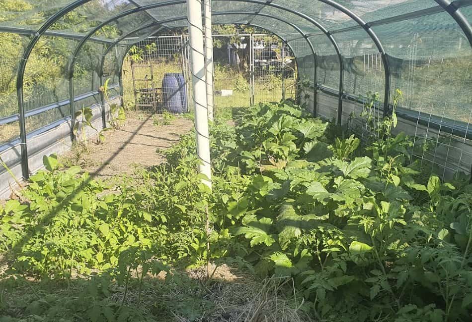 Veggie Tunnel