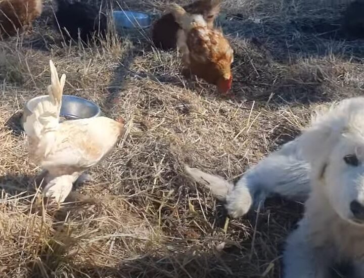 Maremma Puppy and Chooks