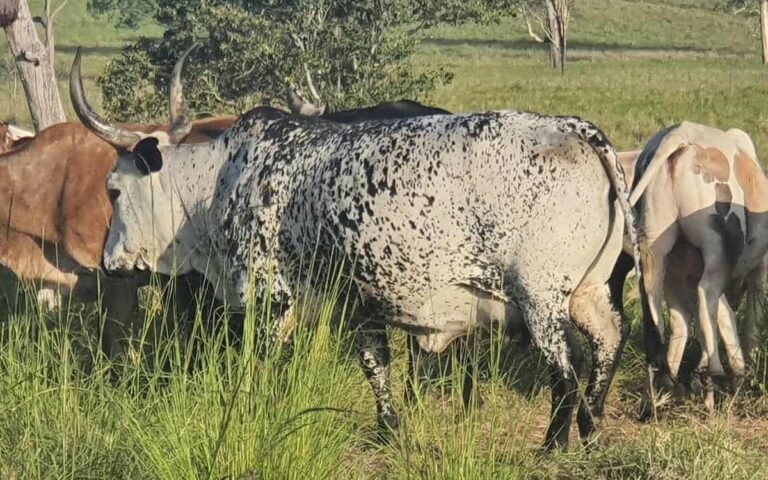 Nguni Cattle the Engine Room