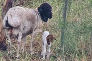 Brand New Lamb