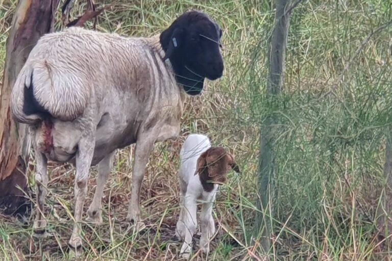 Brand New Lamb